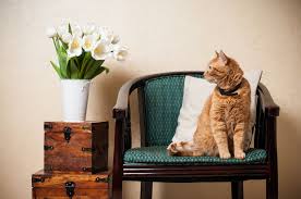 How to Create a Cat-Friendly Home in a Small Apartment