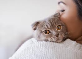 Best Natural Remedies for Itchy Skin in Cats