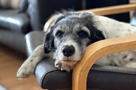 How to Spot Early Signs of Cognitive Decline in Older Dogs
