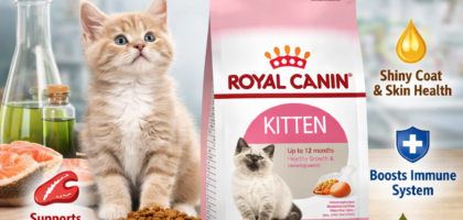 royal canin feline health nutrition kitten dry cat foo